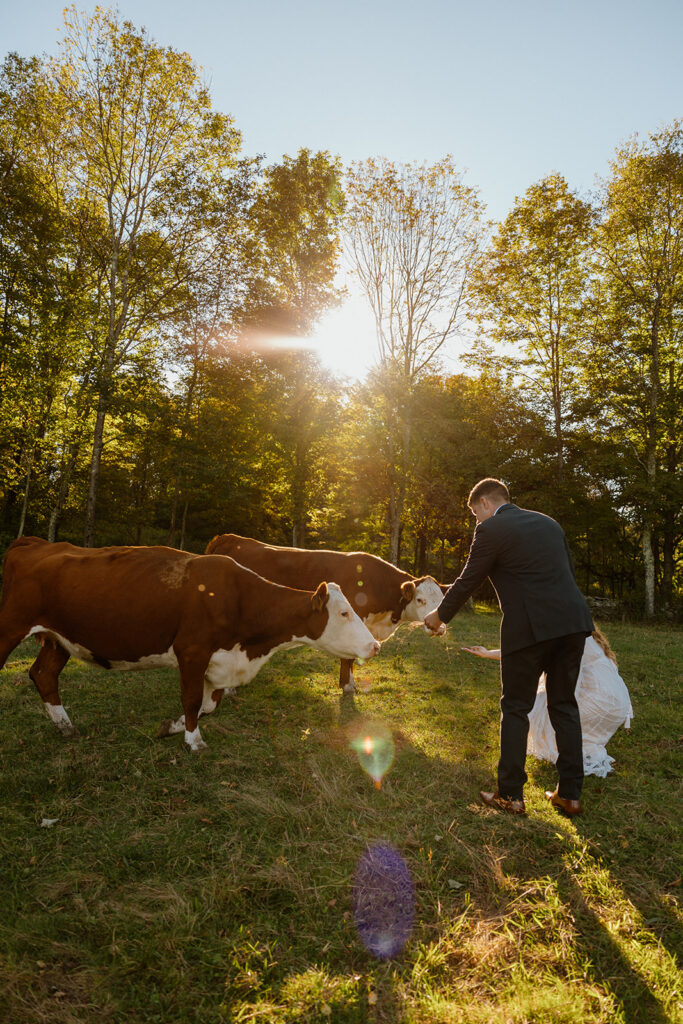 elopement with cows